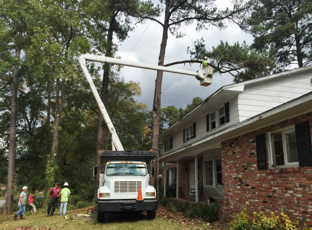 How Our Tree Care Process Works  in  Emmett, ID