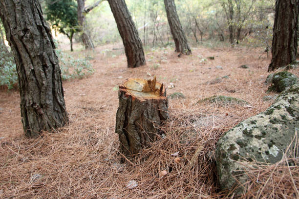 Reliable Emmett, ID Tree Care Solutions