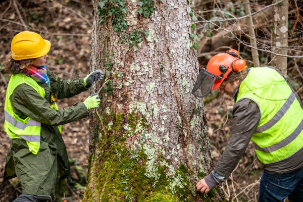 Best Hazardous Tree Removal  in Emmett, ID