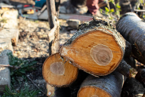 Best Commercial Tree Services  in Emmett, ID
