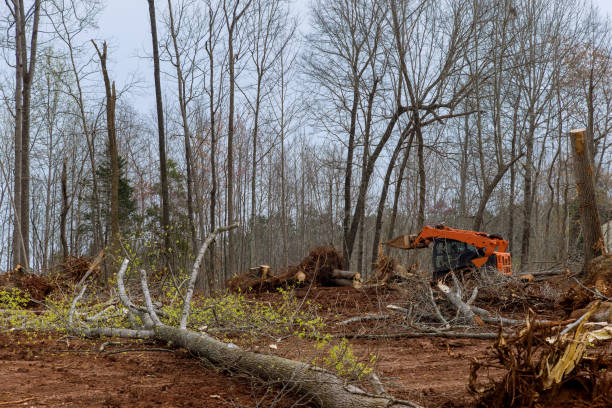 Best Tree Disease Treatment  in Emmett, ID