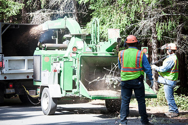 Best Tree Cabling and Bracing  in Emmett, ID