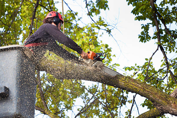 Best Aeration Services  in Emmett, ID
