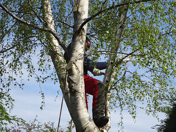 Best Lawn Maintenance Plans  in Emmett, ID
