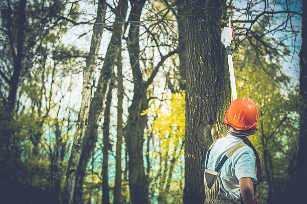 Best Fruit Tree Pruning  in Emmett, ID