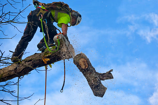 Lawn Irrigation Installation and Maintenance in Emmett, ID